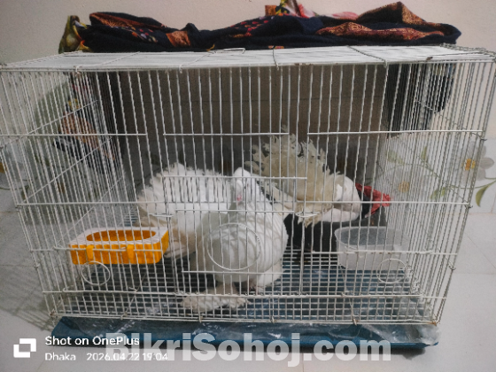 লক্ষা কবুতর খাচা সহ বিক্রি